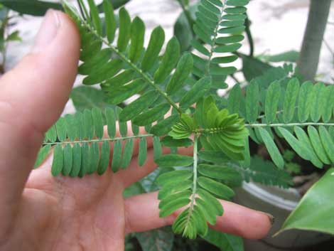 Chanca Piedra