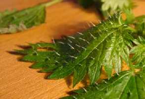 nettle leaf