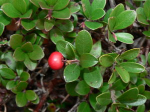 uva ursi